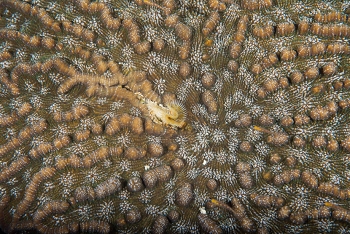 June 22, 2018<br>Solitary Disk Coral detail