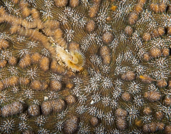 June 22, 2018<br>Solitary Disk Coral with split-crown worm