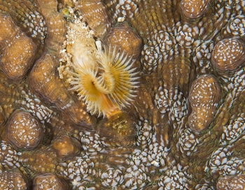 June 22, 2018<br>Solitary Disk Coral with split-crown worm