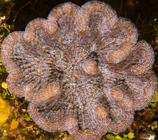 June 22, 2018<br>Atlantic Mushroom Coral