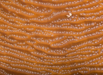 June 22, 2018<br>Whitestar Sheet Coral detail
