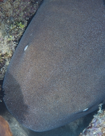 June 22, 2018<br>Nurse Shark - 3 feet wide at the head