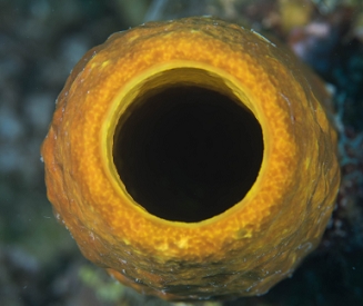 June 22, 2018<br>Yellow Tube Sponge