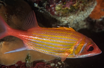 June 22, 2018<br>Longjaw Squirrelfish