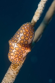 June 22, 2018<br>Flamingo Tongue