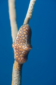 June 22, 2018<br>Flamingo Tongue