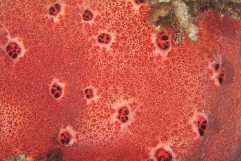 June 22, 2018<br>Red Boring Sponge