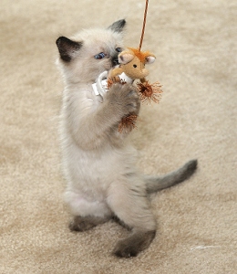 July 10.  Kittens love to play with toys!