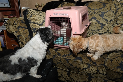 July 19.  Getting introduced to the dogs for the first time.  Bambam (left) and Bella (right) really want to see the new kitten.   But when this photo was taken, Desmond only weighed 15 ounces, and so he stays locked up in a bedroom until he gets a little bigger.  (Bella is too wild to be trusted around a kitten.)