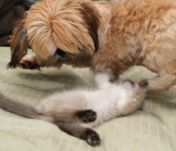 July 24.  Desmond seems quite comfortable playing with Bella.