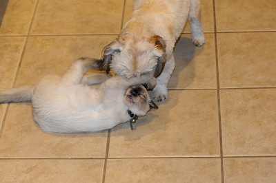 November 1 - Desi and Bella play kind of rough, and they love it that way.  Bella drags Desi around the floor by his ear or tail a lot.