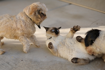 November 26 - The only time Desi complains about playing with the dogs is sometimes when they both gang up on him at the same time.   They all seem to know their limits though.