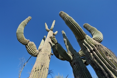 No flare, just perspective distortion at 15mm.<br><br>AF Zoom 14-24mm f/2.8G, Aperture: F10, <br>NIKON D700, shutter speed 1/400, focal length 14mm,<br> ISO 200