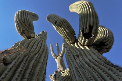 There is a small circle of flare under the 'armpit' of the leftmost saguaro arm.<br><br>AF Zoom 14-24mm f/2.8G, Aperture: F8,<br>NIKON D700, shutter speed 1/250, focal length 19mm, <br>ISO 200
