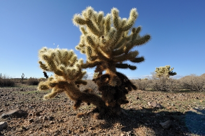 Using the 14-24 near the ground.  There is a small bit of flare over the left side of the cholla cactus, and a blue circle in the lower right corner (cropped).<br><br>AF Zoom 14-24mm f/2.8G, Aperture: F10, <br>NIKON D700, shutter speed 1/400, focal length 15mm,<br>ISO 200