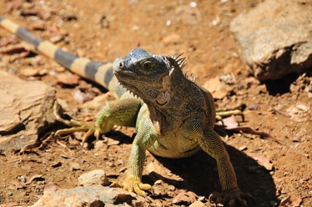 Sherman's Iguana Farm, Roatan<br>January 30, 2008<br>AF VR Zoom 18-200mm f/3.5-5.6G IF-ED, Aperture: F9,<br>NIKON D300,<br>shutter speed 1/320, focal length 120mm,  ISO 640