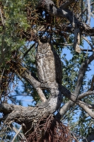 tripod<br>January 9, 2016<br>lens: 200-500vr<br>*** Aperture: F8, ***<br>NIKON D810, shutter speed 1/640, focal length 400mm<br>ISO 360<br>