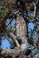  sharpening applied, tripod<br>January 9, 2016<br>lens: 200-500vr<br> *** Aperture: F8, ***<br>NIKON D810, shutter speed 1/320, focal length 390mm<br>ISO 140<br>