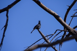 uncropped shot - handheld, VR on<br>January 11, 2016<br>lens: 200-500vr<br>*** Aperture: F8, ***<br>NIKON D810, shutter speed 1/400, focal length 500mm<br>ISO 110<br>