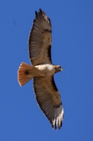 Too slow a shutter speed for 500mm.<br> *** Aperture: F8 ***<br>NIKON D810, shutter speed 1/640, focal length 500mm,  effective focal length on 35mm film 500mm<br>ISO 500<br>