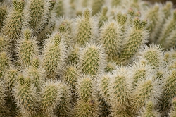 Using the 200-500 as a landscape lens.  Some cactus shots.<br>March 31, 2016<br> *** Aperture: F5.6, ***<br>NIKON D810, shutter speed 1/250, focal length 500mm<br>ISO 64<br>