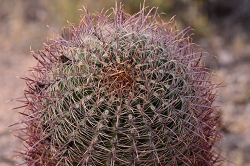 Using the 200-500 as a landscape lens.  Some cactus shots.<br>March 31, 2016<br> *** Aperture: F5.6, ***<br>NIKON D810, shutter speed 1/200, focal length 200mm<br>ISO 90<br>