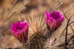 Using the 200-500 as a landscape lens.  Some cactus shots.<br>March 31, 2016<br> *** Aperture: F7, ***<br>NIKON D810, shutter speed 1/200, focal length 500mm<br>ISO 72<br>