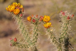 Using the 200-500 as a landscape lens.  Some cactus shots.<br>March 31, 2016<br> *** Aperture: F8, ***<br>NIKON D810, shutter speed 1/500, focal length 230mm<br>ISO 400<br>