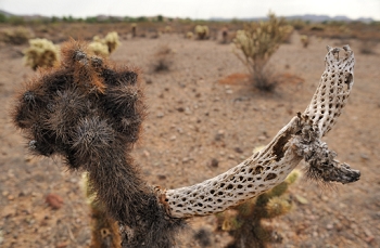 Isolating a dead cholla cactus branch.<br><br>NIKON D700, AF 24mm f/2.8D,  F5.6, 1/640