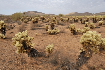 Cholla field, different angle.<br><br>NIKON D700, AF 24mm f/2.8D,  F11, 1/250