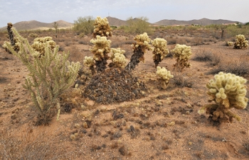 I keep trying to get a good shot of a pack rat nest.  They are all over, and easy to spot.  They put cactus bits all around the nest, and have a couple of trails leading through them.<br><br>NIKON D700, AF 24mm f/2.8D,  F22, 1/50