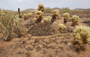 Another angle of a pack rat nest.  I'm trying to show the size of the nest (about four feet across) and the bits of cactus strewn around to keep predators away.<br><br>NIKON D700, AF 24mm f/2.8D,  F16, 1/100