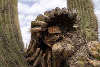 This looks like 'the hand of the saquaro' reaching out to grab me.  I took this shot a couple of days earlier at 35mm and I like it better on a longer focal length.<br><br>NIKON D700, AF 24mm f/2.8D,  F5.6, 1/500