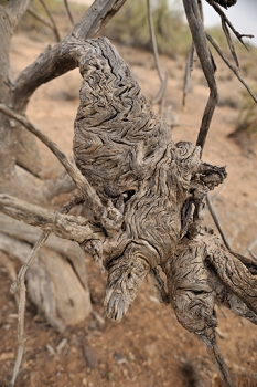 A 'knuckle' in a dead Palo Verde tree.  There are lots of these around, but I don't really know how to present them.<br><br>NIKON D700, AF 24mm f/2.8D,  F4, 1/640