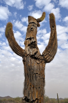 This cactus died a year or two ago and is slowly rotting away.  I'm going to try to capture it better with a different lens in better lighting.<br><br>NIKON D700, AF 24mm f/2.8D,  F7, 1/800