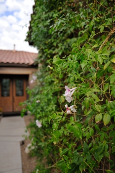 Isolating a flower in the entryway.  I think 24mm worked for this one.<br><br>NIKON D700, AF 24mm f/2.8D,  F3.2, 1/640