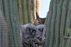 AF VR Zoom 80-400mm f/4.5-5.6, *** Aperture: F6.3, ***<br>NIKON D300, shutter speed 1/500, focal length 400mm,  effective focal length on 35mm film 600mm<br>