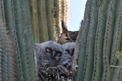 AF VR Zoom 80-400mm f/4.5-5.6, *** Aperture: F7, ***<br>NIKON D300, shutter speed 1/500, focal length 400mm,  effective focal length on 35mm film 600mm<br>