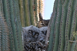 AF VR Zoom 80-400mm f/4.5-5.6, *** Aperture: F8, ***<br>NIKON D300, shutter speed 1/400, focal length 400mm,  effective focal length on 35mm film 600mm<br>