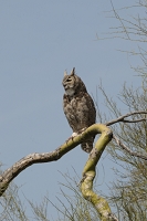 AF VR Zoom 80-400mm f/4.5-5.6, *** Aperture: F25, ***<br>NIKON D300, shutter speed 1/125, focal length 400mm,  effective focal length on 35mm film 600mm<br>ISO 200