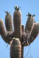 AF 300mm f/4D, *** Aperture: F4.5, ***<br>NIKON D300, shutter speed 1/1600, focal length 300mm,  effective focal length on 35mm film 450mm<br>ISO 200<br>