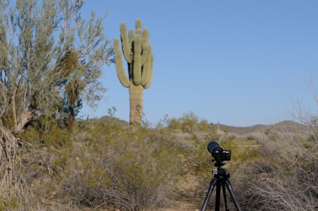 February 8, 2013<br>This shot, taken at about 50mm on a D700 (full-frame camera) shows the relative position of the camera and the target.   There is an owl in a nest in the big cactus.<br>