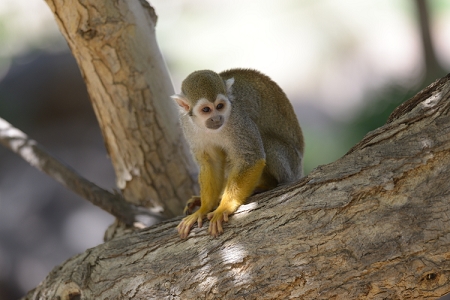 March 17, 2013<br>Nikon V1 with 300F4 at the Phoenix Zoo.<br>