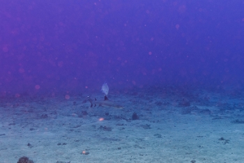 July 16, 2018<br>Barely visible, there is a white-tipped reef shark.