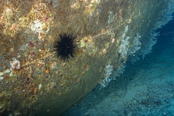 July 16, 2018<br>Spiky sea urchin.