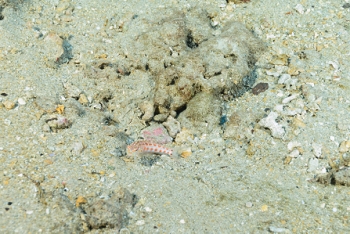 July 16, 2018<br>Some kind of blenny, I think.