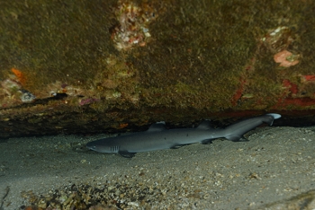 July 16, 2018<br>Wonder why they call them white-tip reef sharks?
