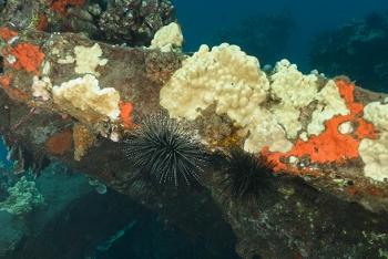 July 16, 2018<br>Some more urchins.