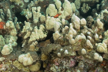 July 16, 2018<br>Small spotted eel peeking out.