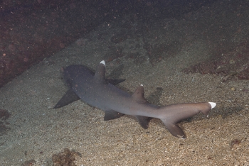 July 16, 2018<br>Sharks hide out under the fallen beams of the pier.